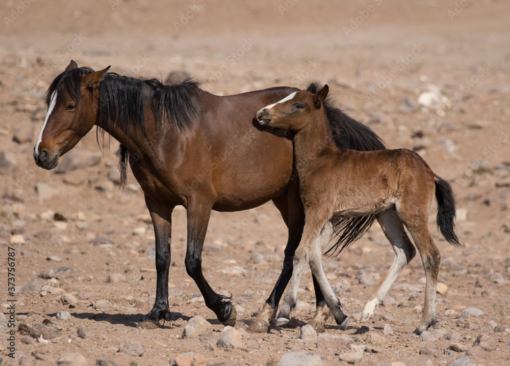 mare and foal, wild horses