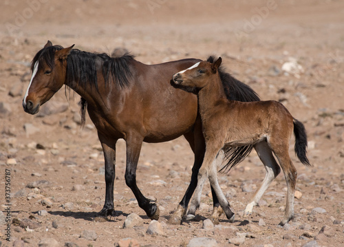 mare and foal, wild horses