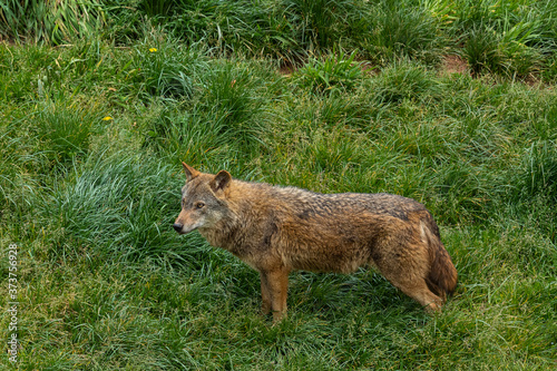 Wolf standing in a meadow.