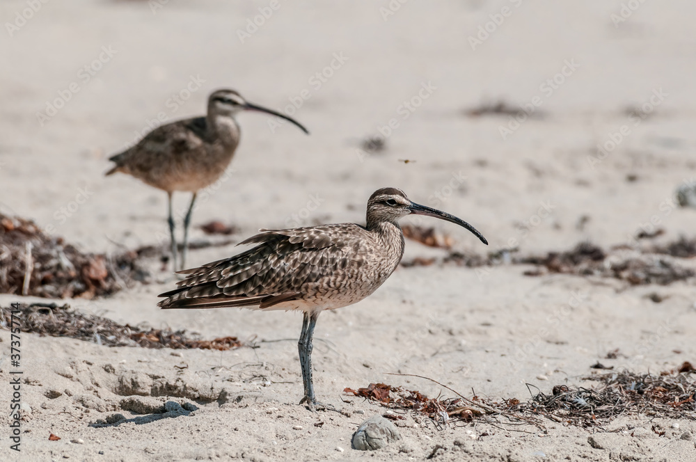 Whimbrel (Numenius phaeopus) in Malibu Lagoon, California, USA Whimbrel (Numenius phaeopus) in Malibu Lagoon, California, USA