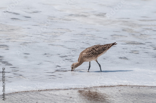 Whimbrel (Numenius phaeopus) in Malibu Lagoon, California, USA photo