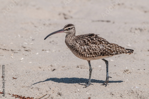 Whimbrel (Numenius phaeopus) in Malibu Lagoon, California, USA photo