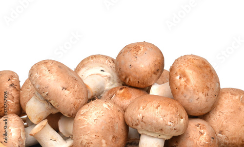 common mushroom photo