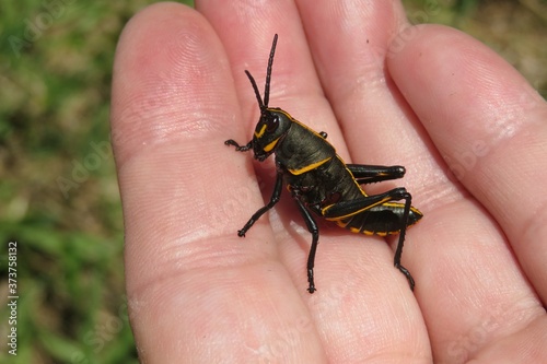 Black tropical grasshopper on a hand, closeup