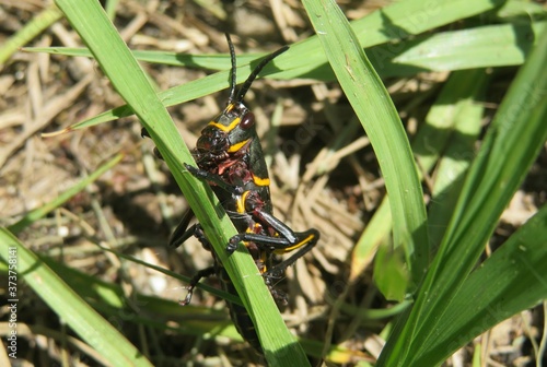 Obraz na plátne Black tropical grasshopper on grass