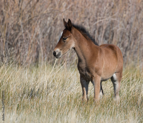 Fotografia wild horse foal