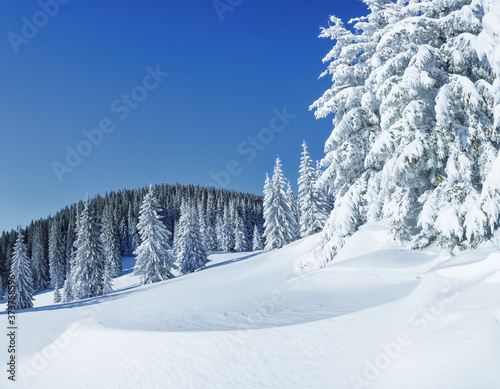 Fototapeta Naklejka Na Ścianę i Meble -  Beautiful landscape on the cold winter morning. High mountain. Pine trees in the snowdrifts. Lawn and forests. Snowy background. Nature scenery. Location place the Carpathian, Ukraine, Europe.