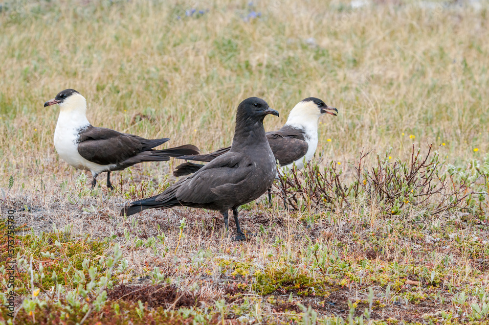 Fototapeta premium Pomarine Jaeger (Stercorarius pomarinus) in Barents Sea coastal area, Russia