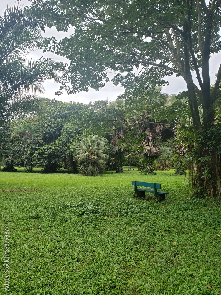 a green park with many trees