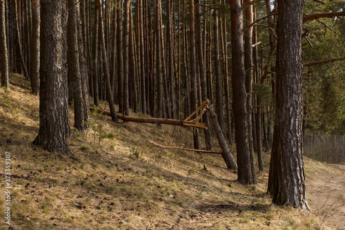 Pine broken by a hurricane in the forest