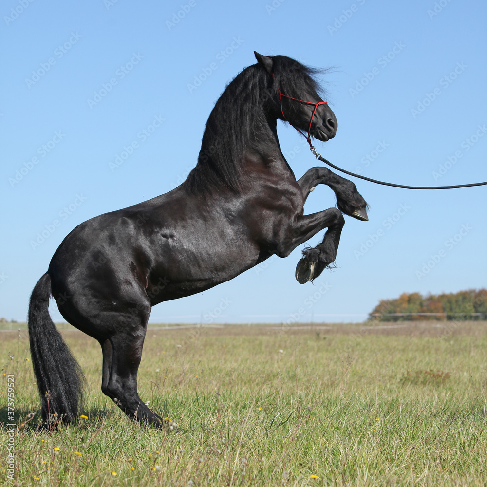 Beautiful friesian horse moving on pasturage Beautiful friesian horse moving on pasturage
