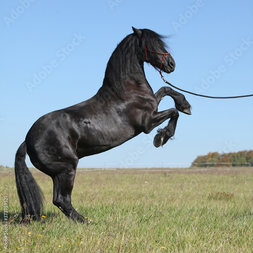 Beautiful friesian horse moving on pasturage