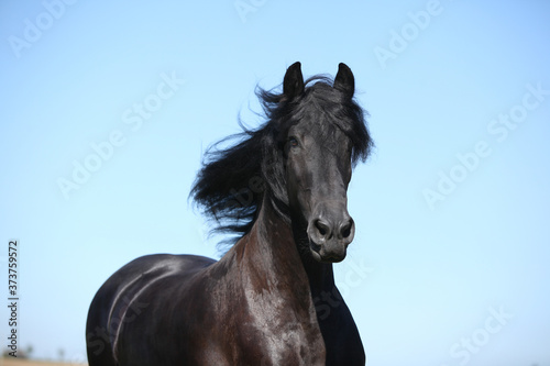 Amazing black friesian horse