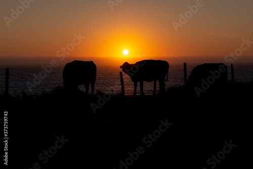 Cow in sunset