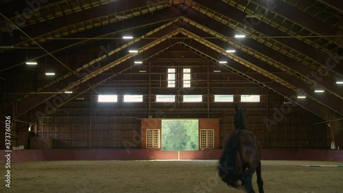 Majestic black horse runs through large equestrian riding hall / indoor ring