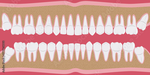 Healthy white human teeth in a row. Beautiful, even teeth with roots. The gums are cut to the bone. Structure of the jaw. Infographic elements for dentists and orthodontists. flat-style banner.vector