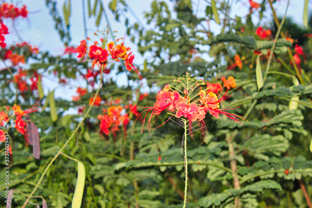red flowers in lamma Island, Hong Kong red flowers in lamma Island, Hong Kong