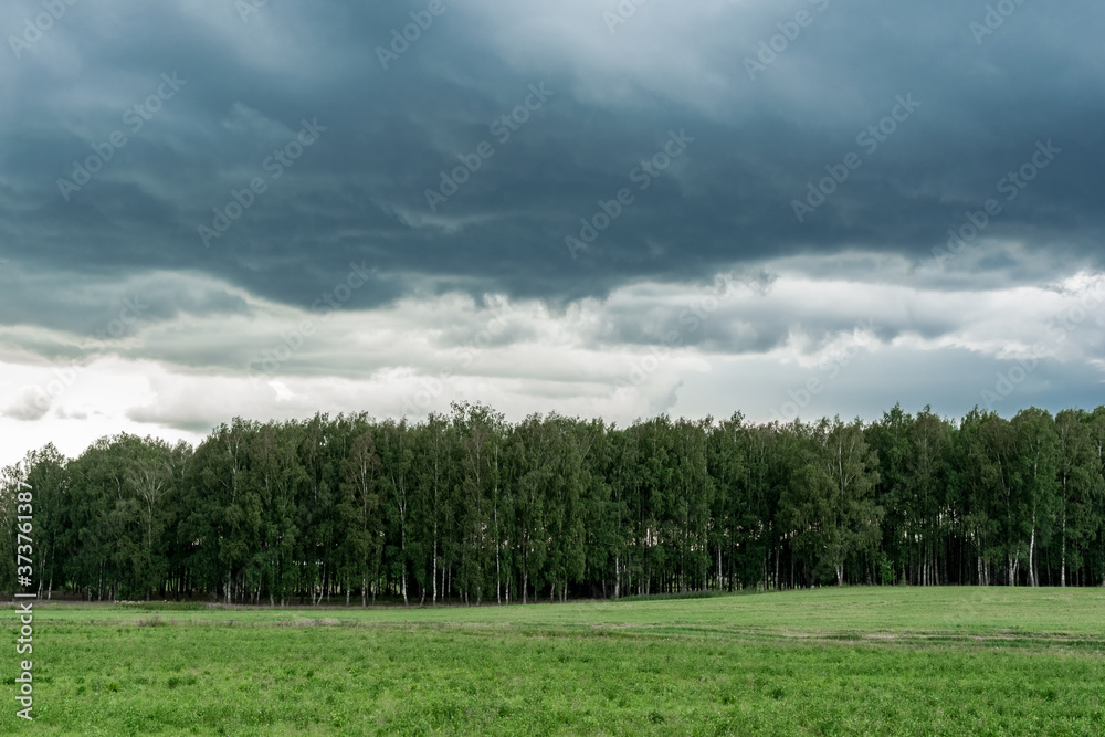 Gloomy birch grove in a storm. Dark rainy clouds of an impending cyclone