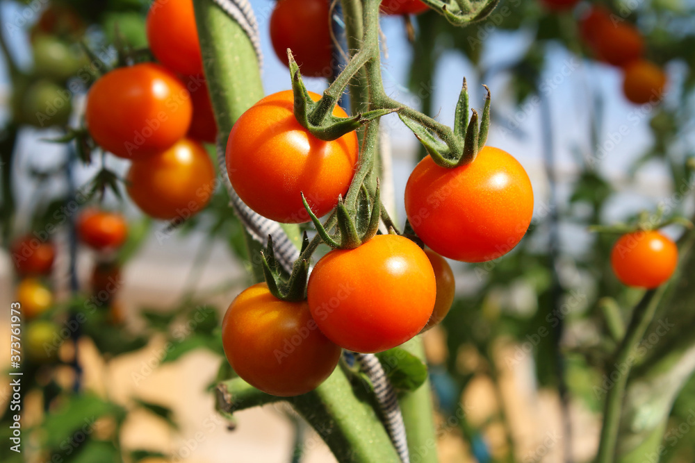 Beautiful growing red tomatoes. Close-up. Background.