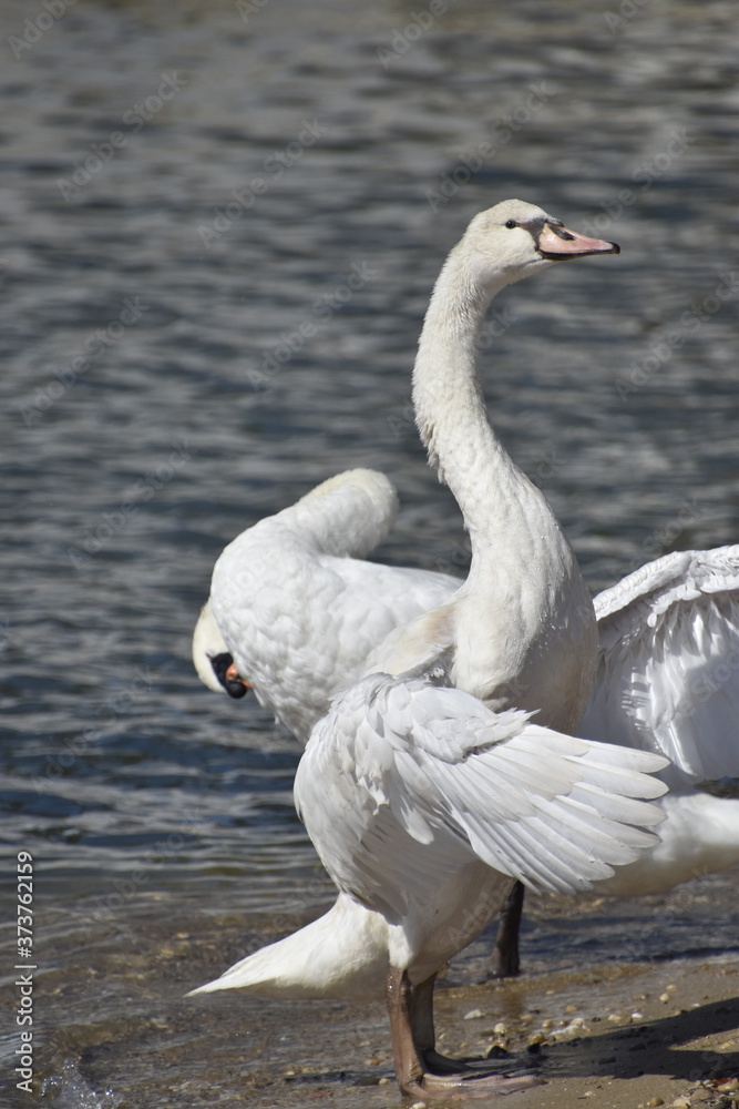 Fototapeta premium cygnes et cygneaux