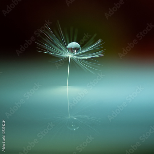 Macrophoto with dandelion and water drops