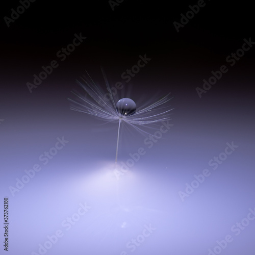 Macrophoto with dandelion and water drops