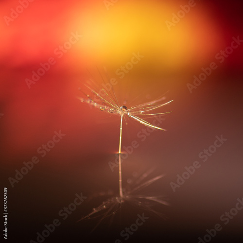 Macrophoto with dandelion and water drops
