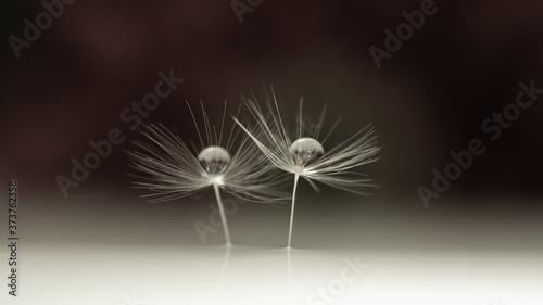 Fototapeta Naklejka Na Ścianę i Meble -  Macrophoto with dandelion and water drops