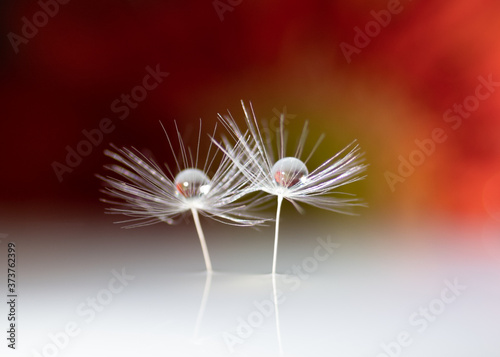 Macrophoto with dandelion and water drops