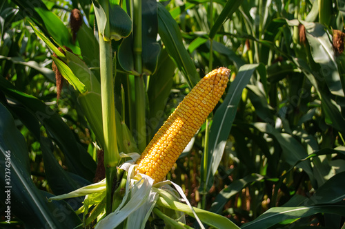 Fototapeta Naklejka Na Ścianę i Meble -  corn cobs in a field stuffed with grains