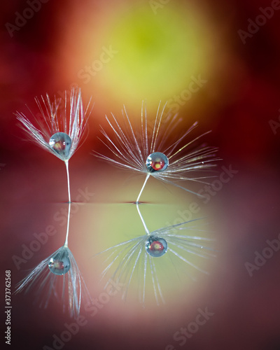 Macrophoto with dandelion and water drops