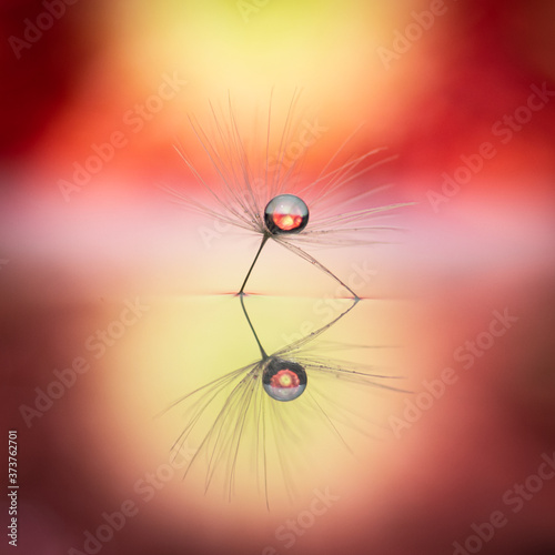 Macrophoto with dandelion and water drops