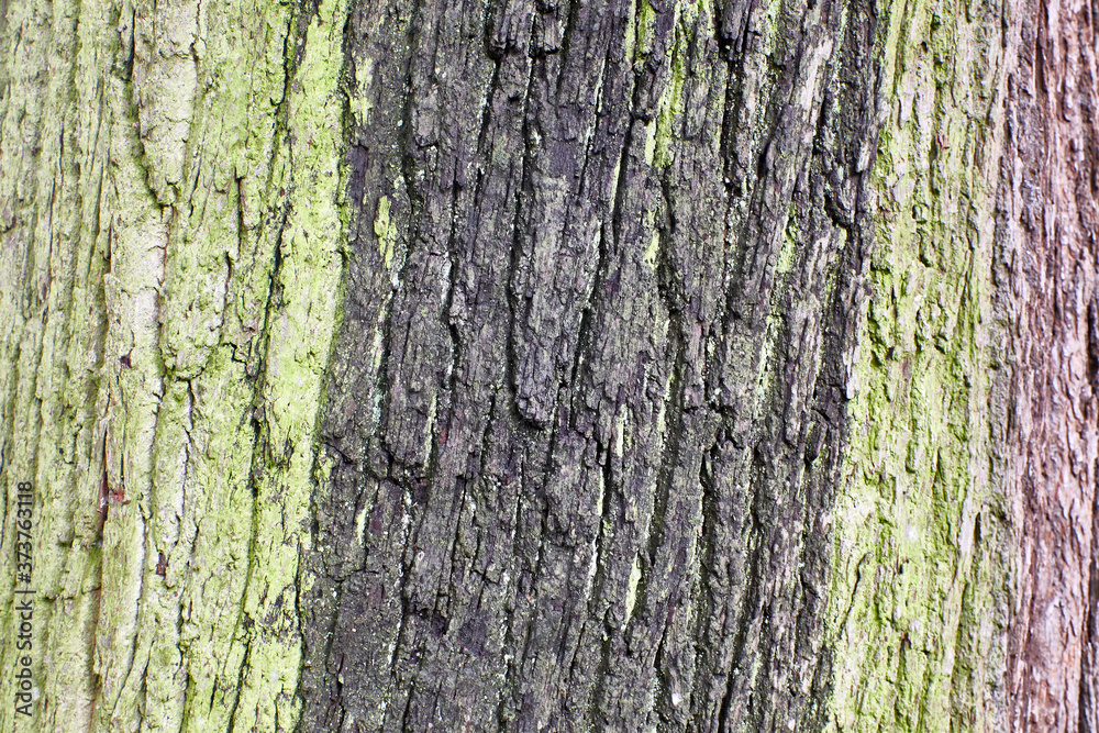 Fototapeta premium wood texture