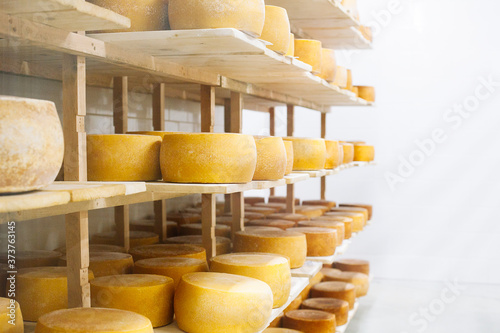 Cow milk cheese, stored in a wooden shelves and left to mature