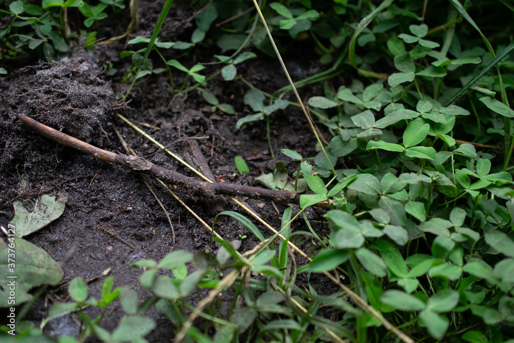 grass and earth, goosebump grass and earth, goosebump