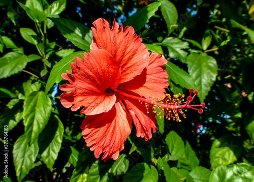 red hibiscus flower