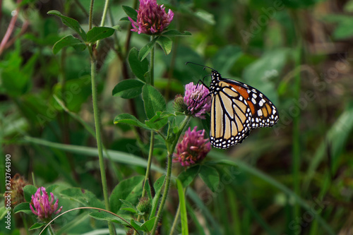 A Monarch butterfly rests on a Clover bloom. This beautiful butterfly is considered an icon of the species.