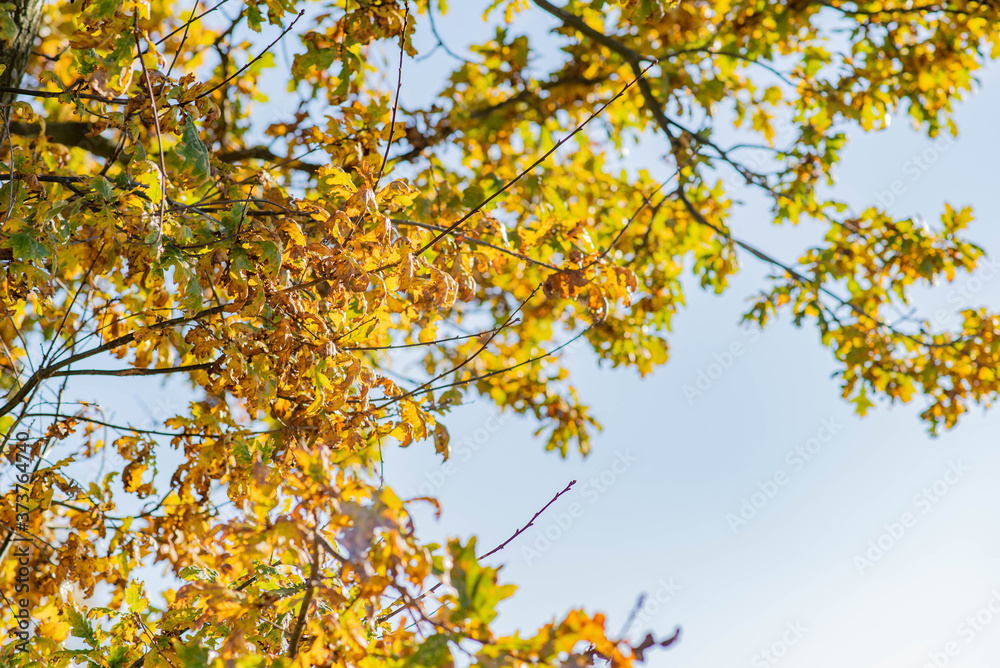 Golden and orange fall leaves with blue sky in background, autumn nature photography