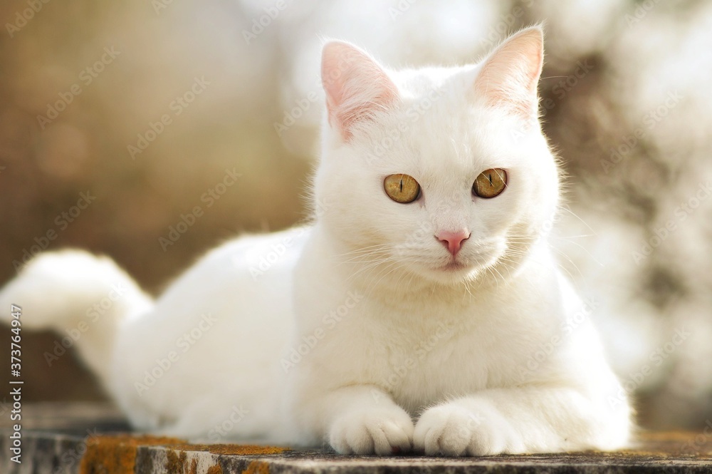 Obraz premium cat in a basket,cute cat