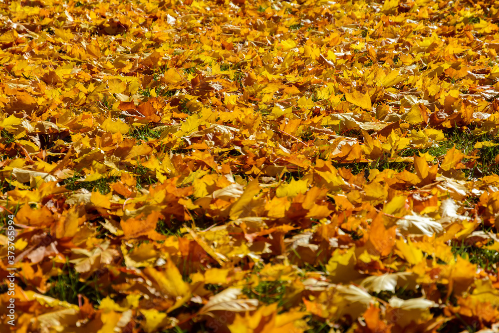 Autumn. A carpet of yellow and red maple leaves on the grass. Yellow maple leaves lie after the rain Autumn. A carpet of yellow and red maple leaves on the grass. Yellow maple leaves lie after the rain