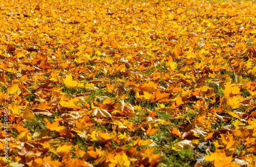 Autumn. A carpet of yellow and red maple leaves on the grass. Yellow maple leaves lie after the rain