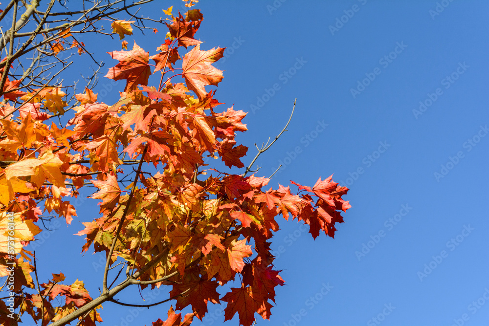 Autumn. Yellow and red maple leaves on the tree. Multicolored maple leaves hang in the sun Autumn. Yellow and red maple leaves on the tree. Multicolored maple leaves hang in the sun