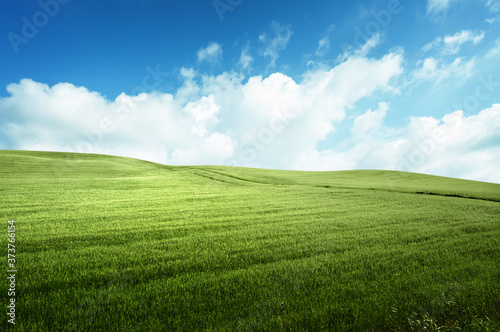 field of grass and perfect blue sky