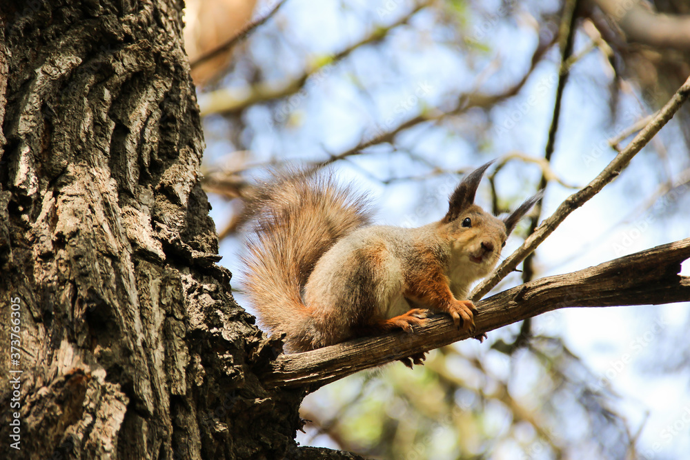 Squirrel with a fluffy tail in the forest in its natural habitat. Squirrel with a fluffy tail in the forest in its natural habitat.