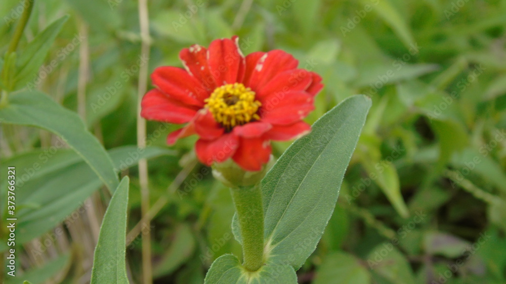 red poppy flower