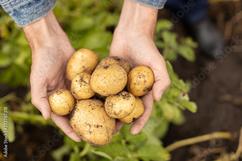 Harvest fresh potatoes in the palms of a man