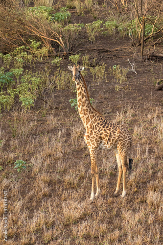 Africa, Kenya, Aerial view of Giraffe (Giraffa camelopardalis) standing in thick brush near Shompole Conservancy in Rift Valley photo