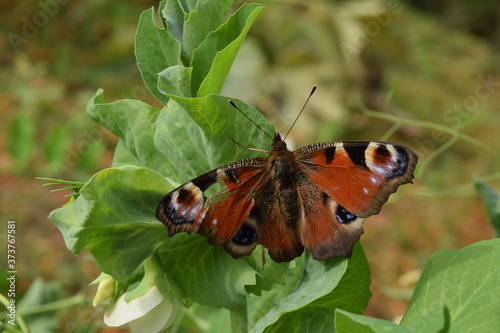 Pfauenauge Schmetterling 