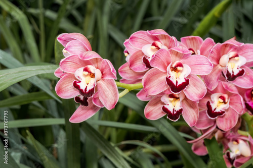 Boat Orchid  Cymbidium cv  in greenhouse