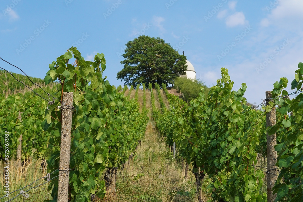 The Wackerbarth vineyard and the viewpoint Jacobstein in Radebeul near Dresden 